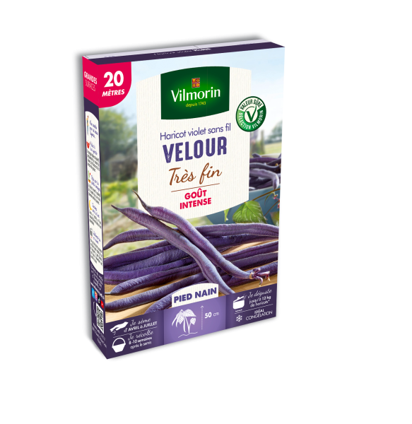 Légumes Secs - Haricot Nain Violet Velour - 20 m - face recto